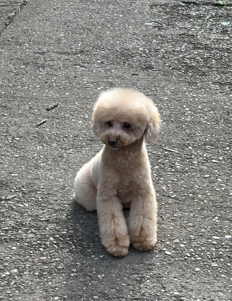 A cream toy poodle with a freshly scissored round head sitting outside on the path at Flair of the Dog, Uttoxeter