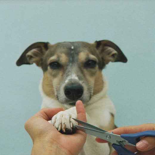 A dog's nails being clipped